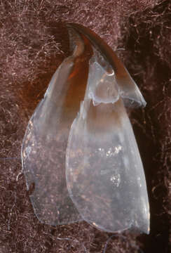 Image of Bonpland's squid