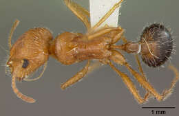 Image of California Harvester Ant
