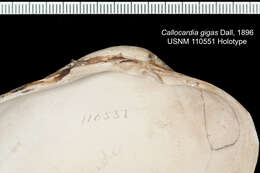 Archivesica gigas (Dall 1896) resmi