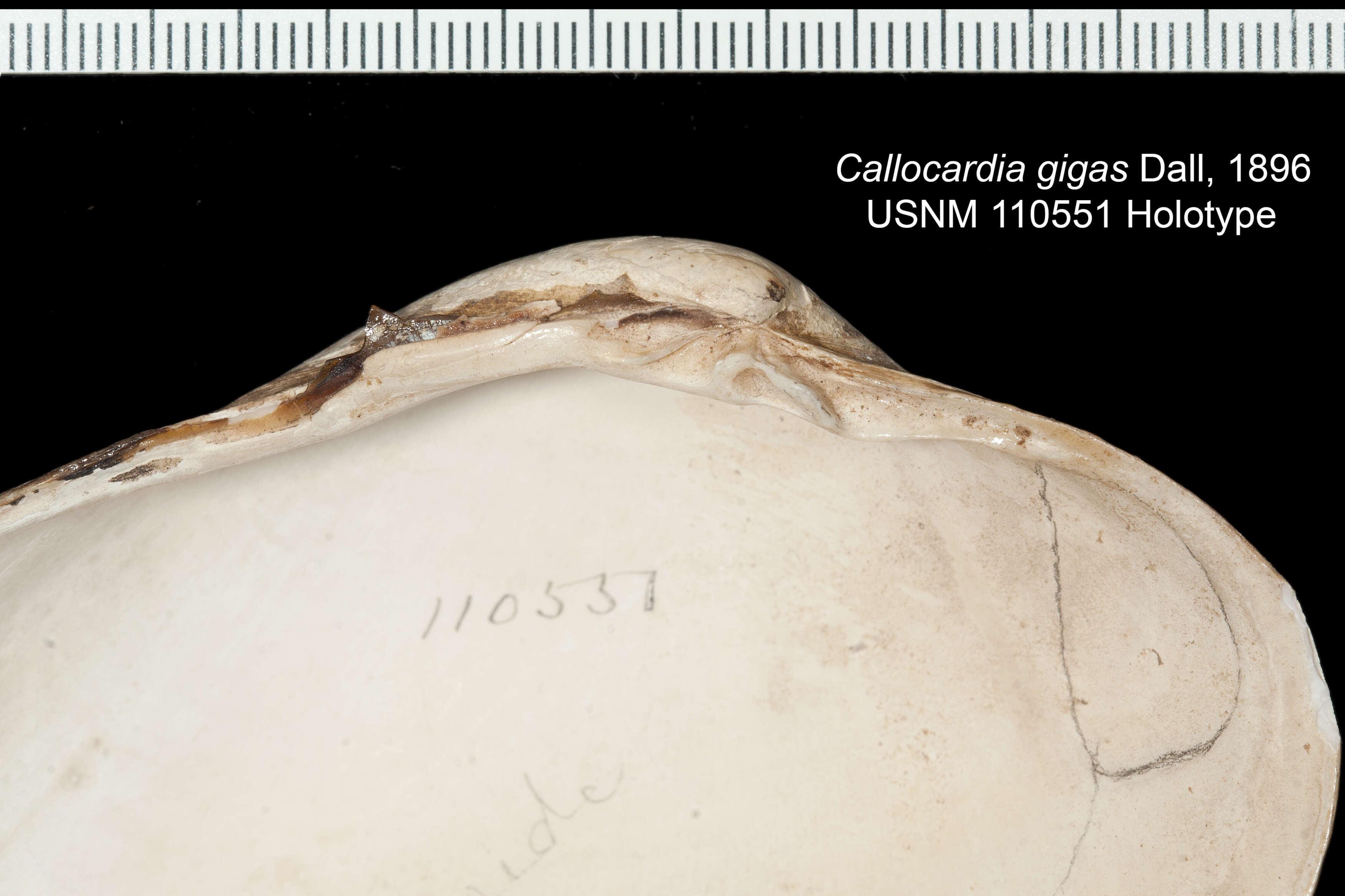 Archivesica gigas (Dall 1896)的圖片