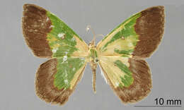 Image of Phrudocentra nigromarginata Dognin 1911