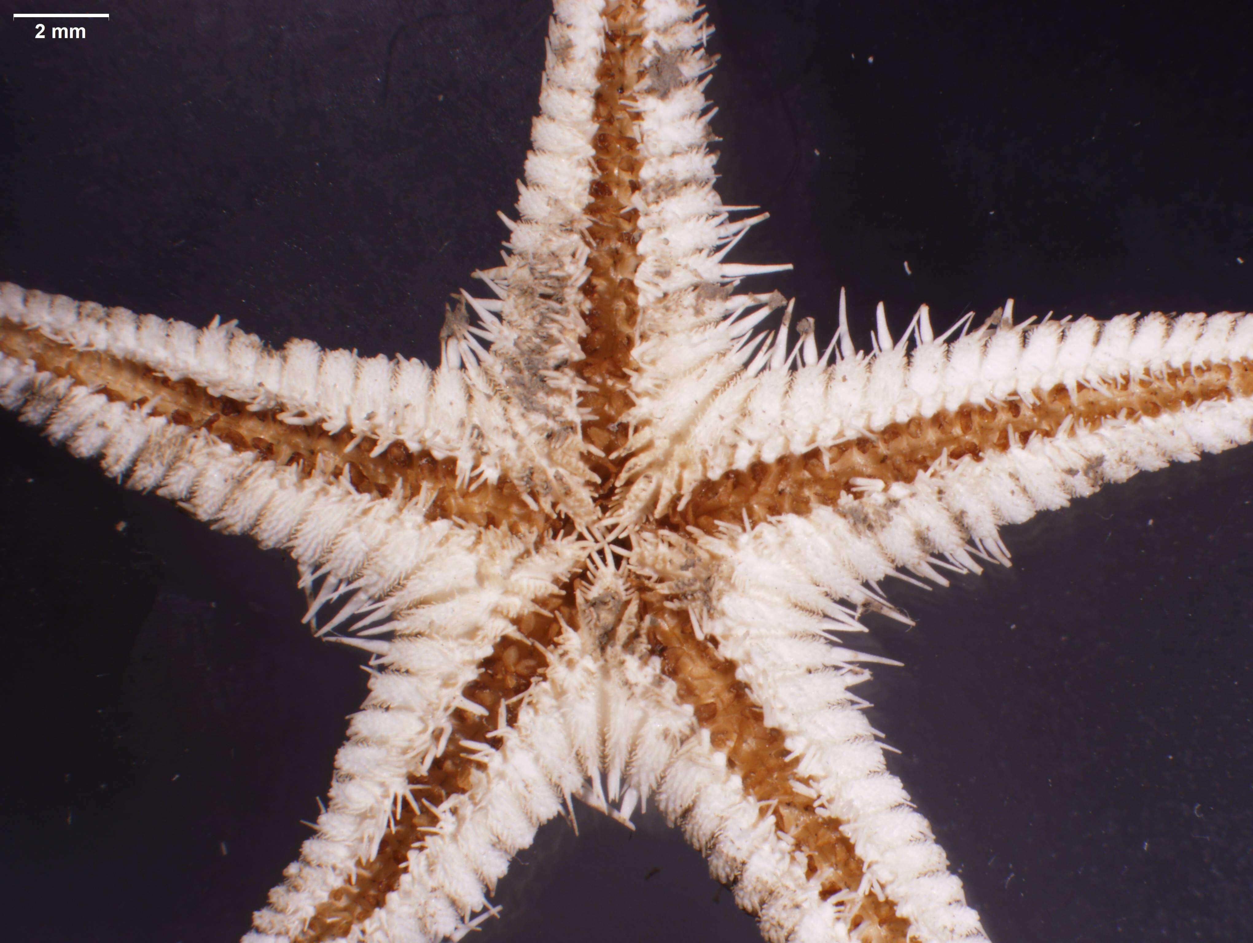 Image of Astropecten Gray 1840