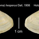 Image of Macoploma hesperus (Dall 1908)