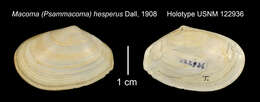 Image of Macoploma hesperus (Dall 1908)