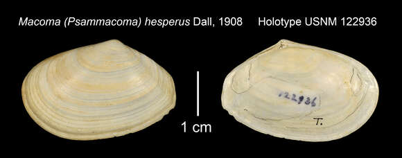 Image of Macoploma hesperus (Dall 1908)