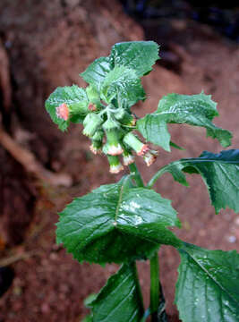 Image of ragleaf