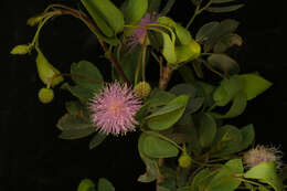 Image of Mimosa goldmanii Robinson