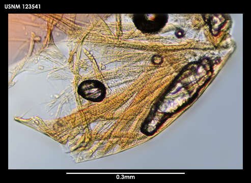 Imagem de Spinacopia octo Kornicker 1970