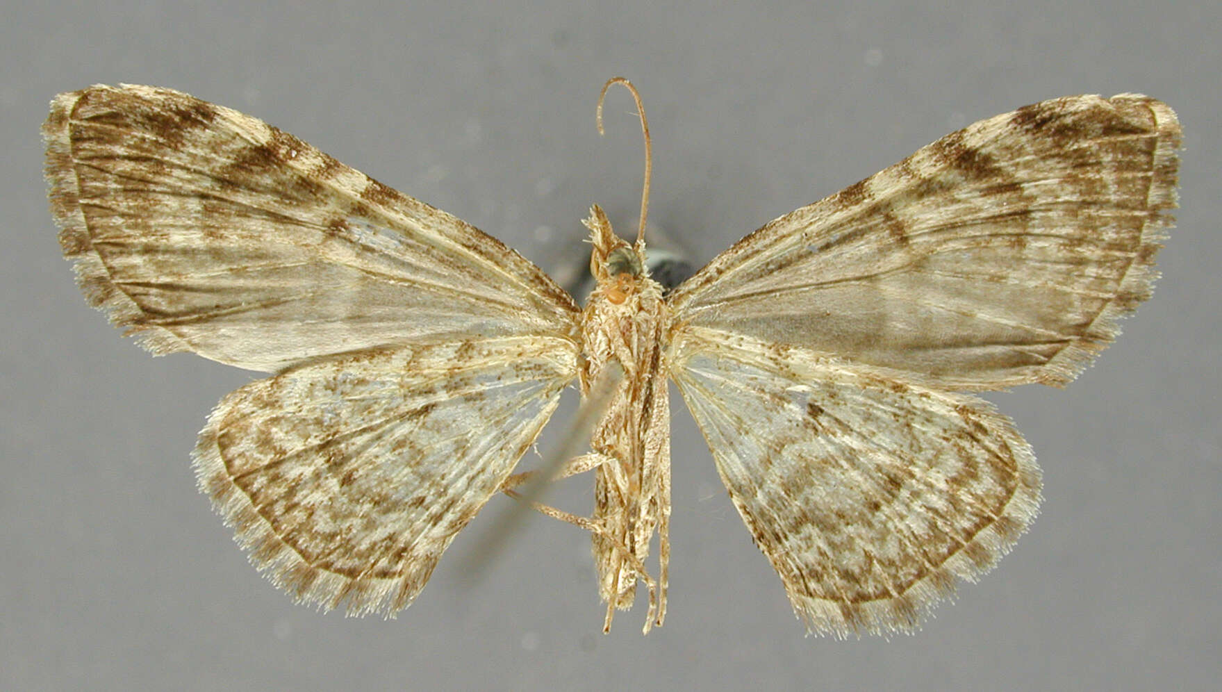 Image of Eupithecia macreus Schaus 1913