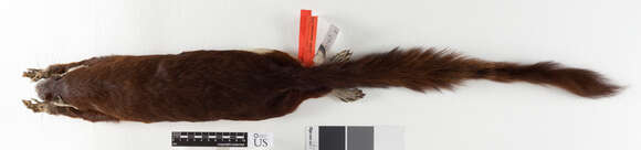 Imagem de Ratufa affinis insignis Miller 1903