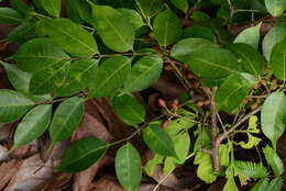 Image of Bursera Jacq. ex L.