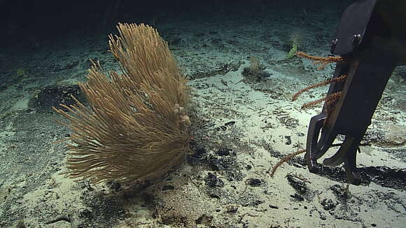 Imagem de Paracalyptrophora hawaiiensis Cairns 2009