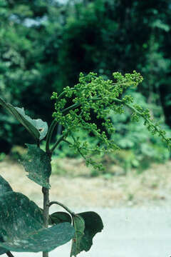 Image of Omphalea diandra L.