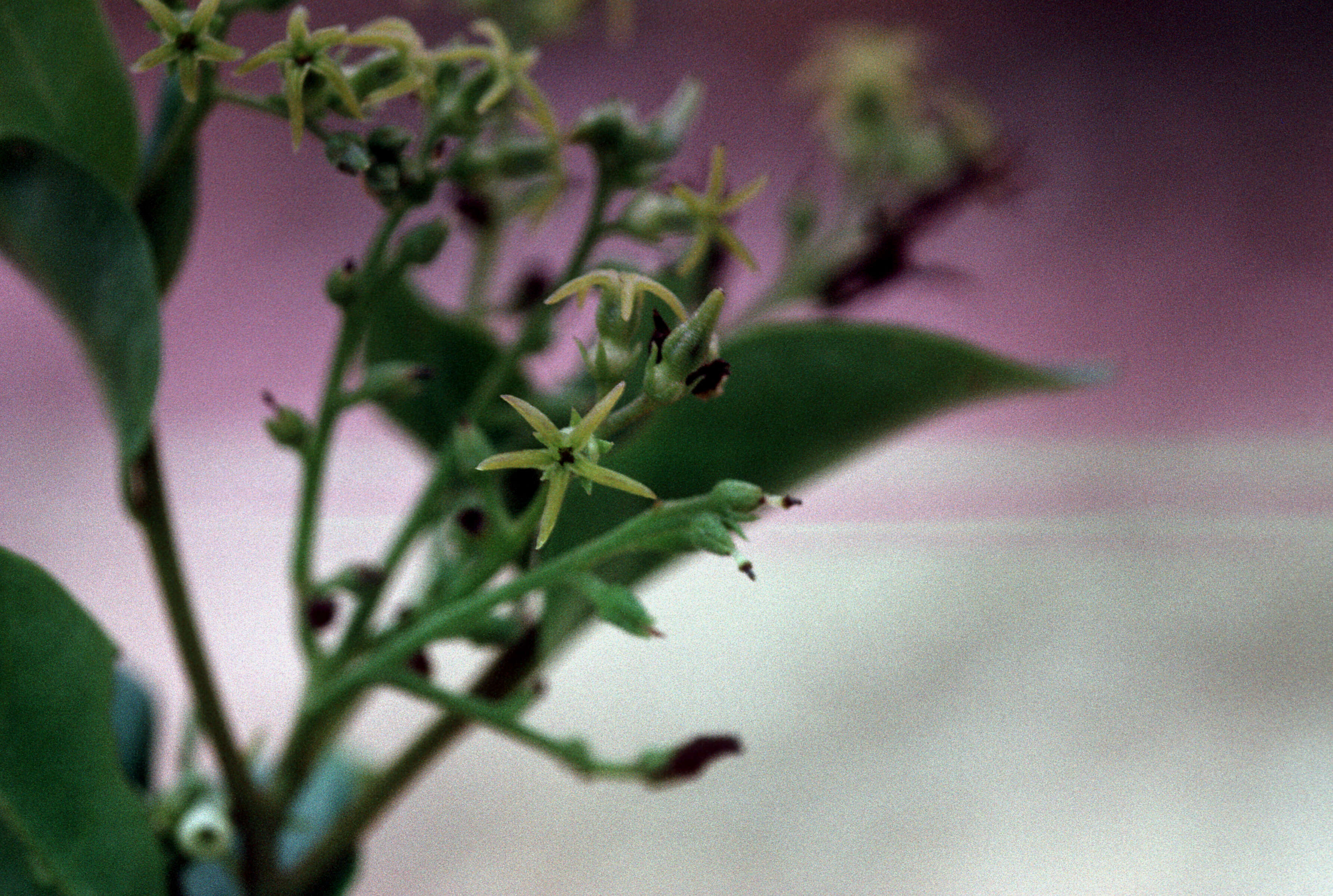 Image of Tournefortia volubilis L.