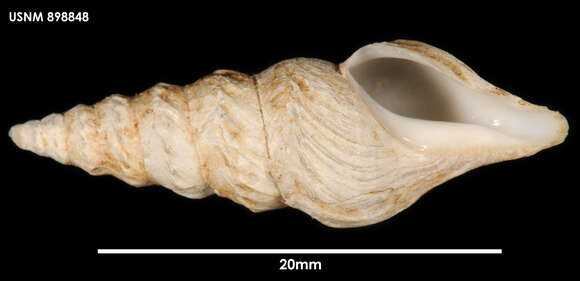 Sivun Spirotropis studeriana (Martens 1878) kuva