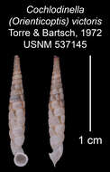 Image of Cochlodinella victoris C. Torre & Bartsch 1972