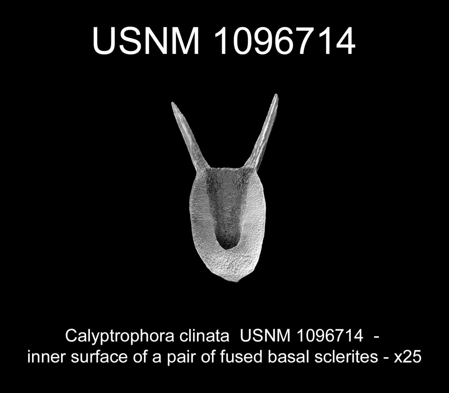 Image of Calyptrophora clinata Cairns 2007