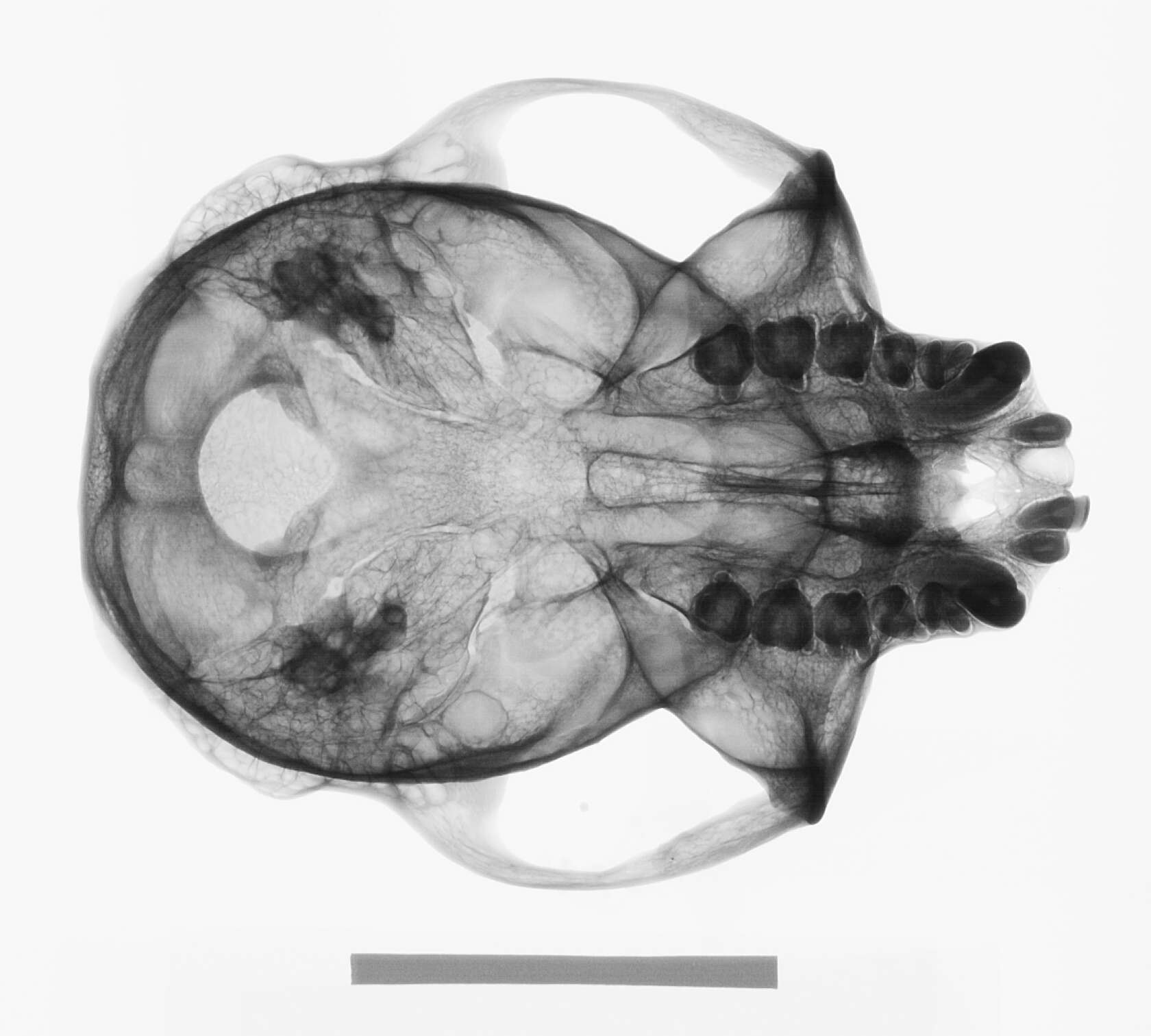 Image of Trachypithecus cristatus cristatus (Raffles 1821)