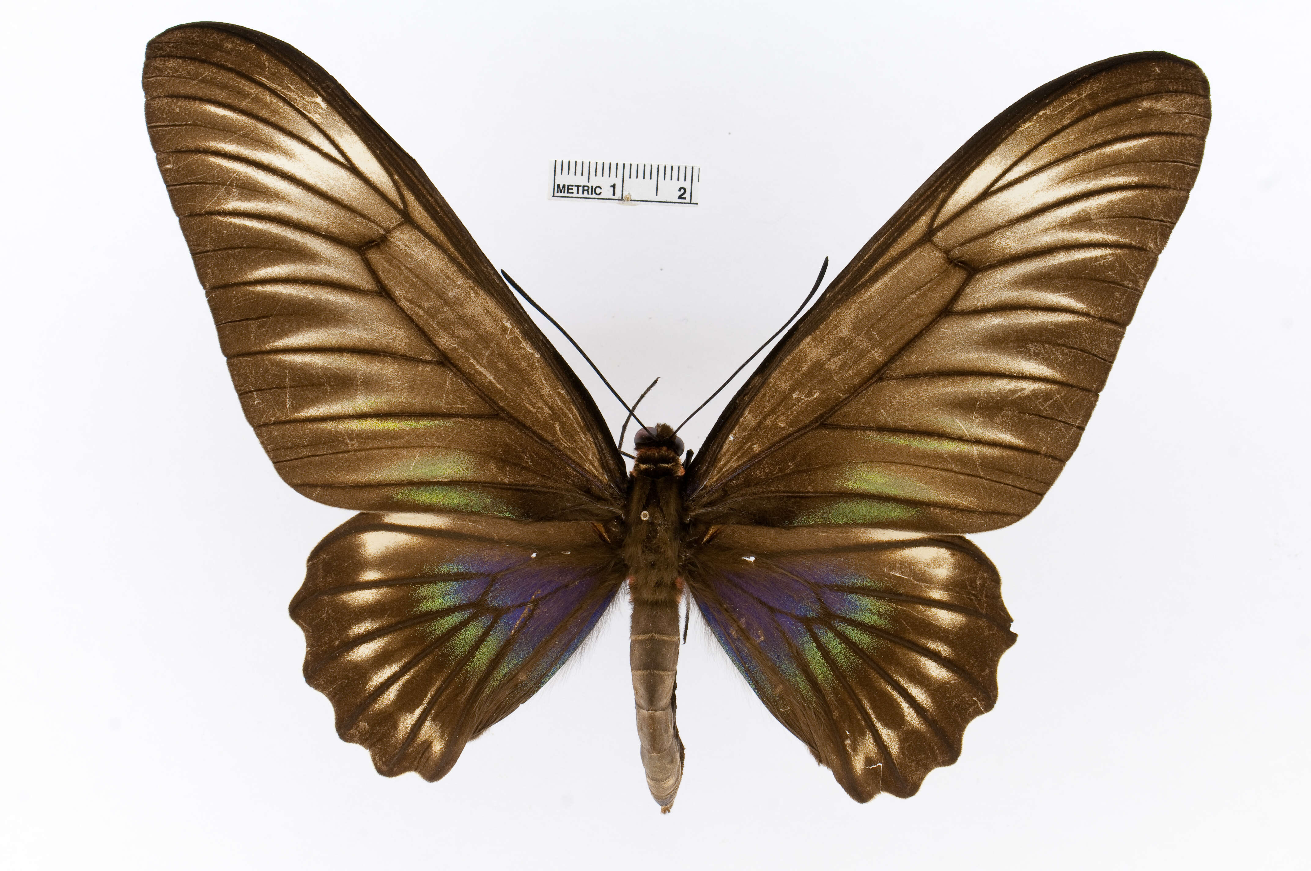 Image of Palawan Birdwing