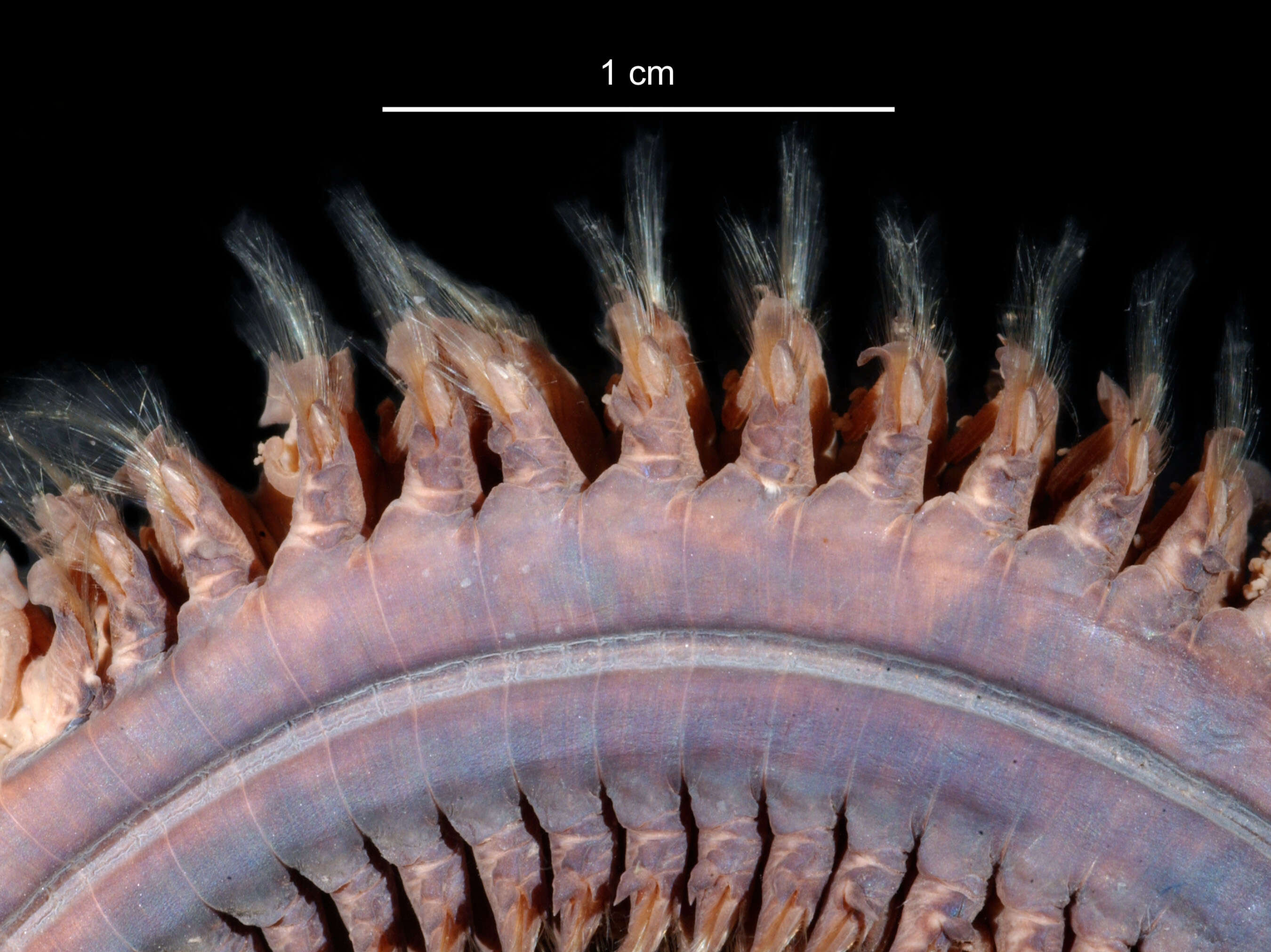 Aglaophamus ornatus Hartman 1967 resmi