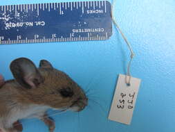 Image of White-footed Deermouse