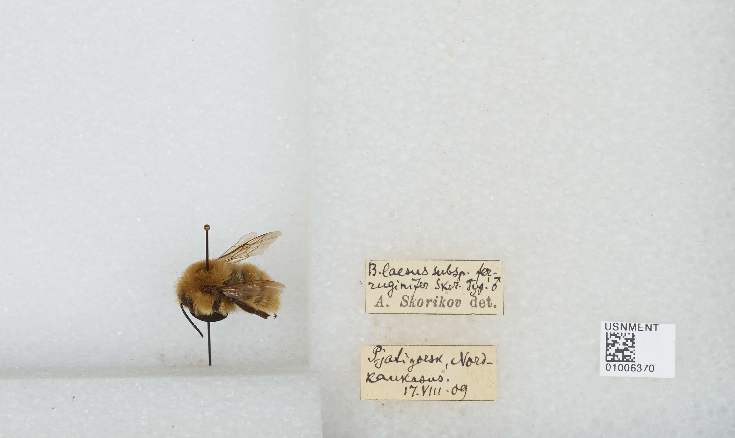 صورة Bombus laesus Morawitz 1875