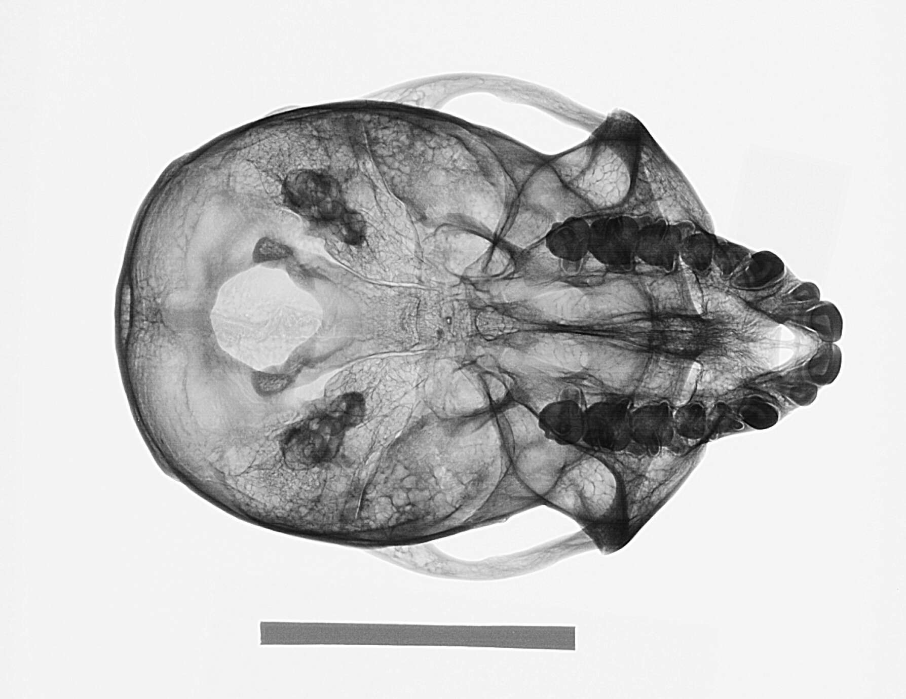 Слика од Cercopithecus mitis stuhlmanni Matschie 1893