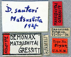 Image of Demonax sauteri Matsushita 1933