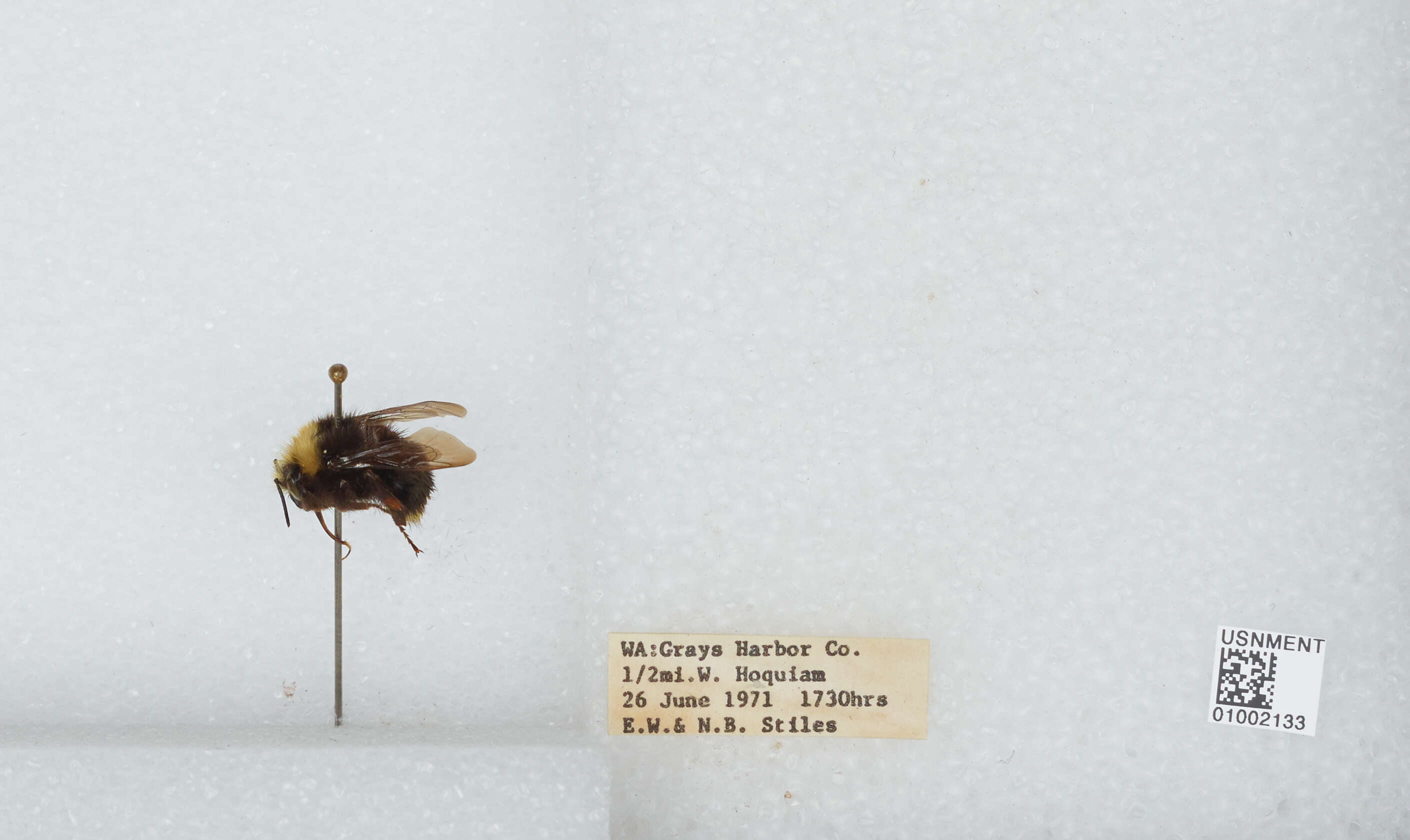 Image of Obscure Bumble Bee