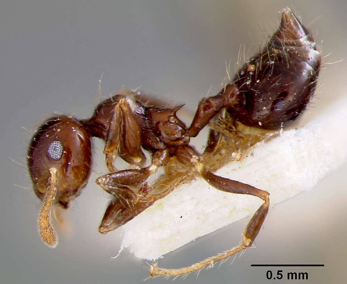 Image of Crematogaster limata parabiotica Forel 1904