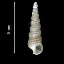 صورة Cerithiella astrolabiensis (Strebel 1908)