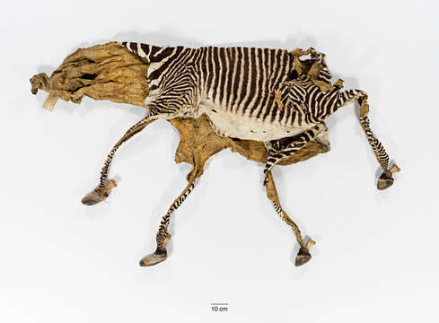 Image of Grevy's Zebra