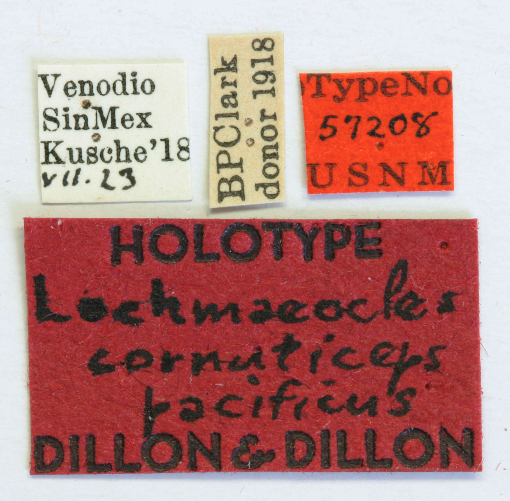 Image of Lochmaeocles cornuticeps pacificus Dillon & Dillon 1946