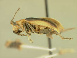 صورة Platiprosopus