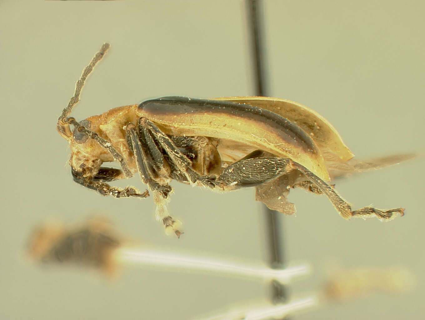 Image of Platiprosopus