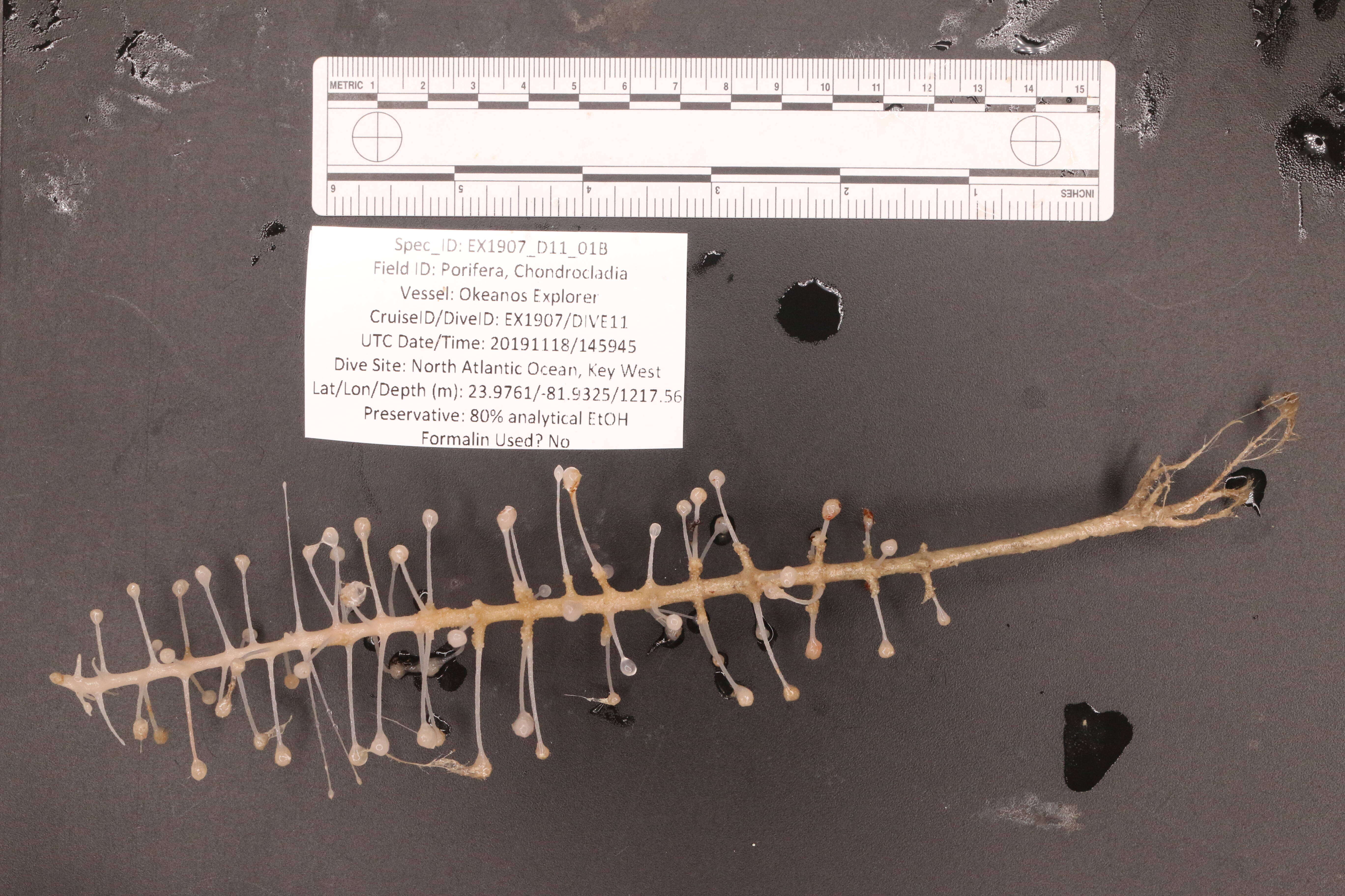 Image of Chondrocladia Thomson 1873