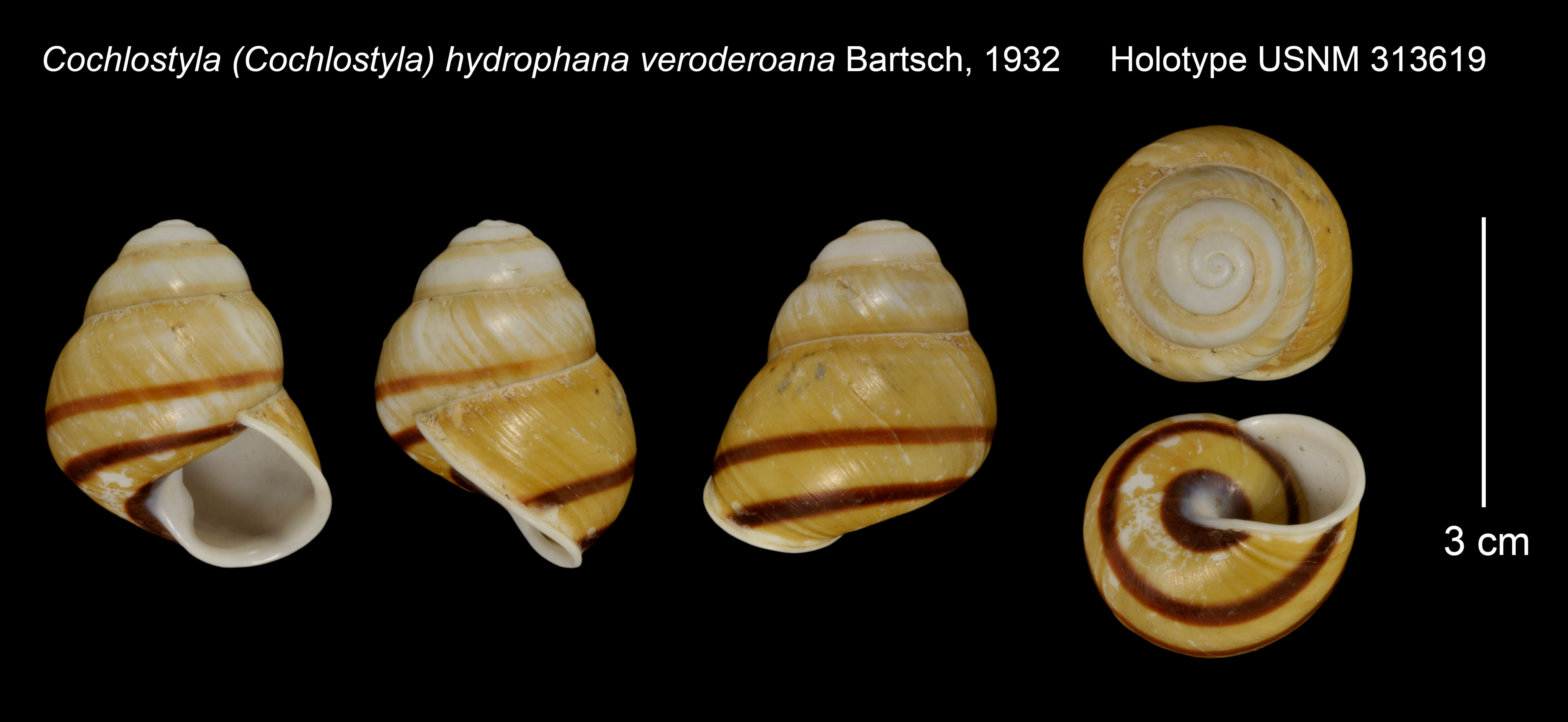 Image of Cochlostyla (Cochlostyla) hydrophana veroderoana Bartsch