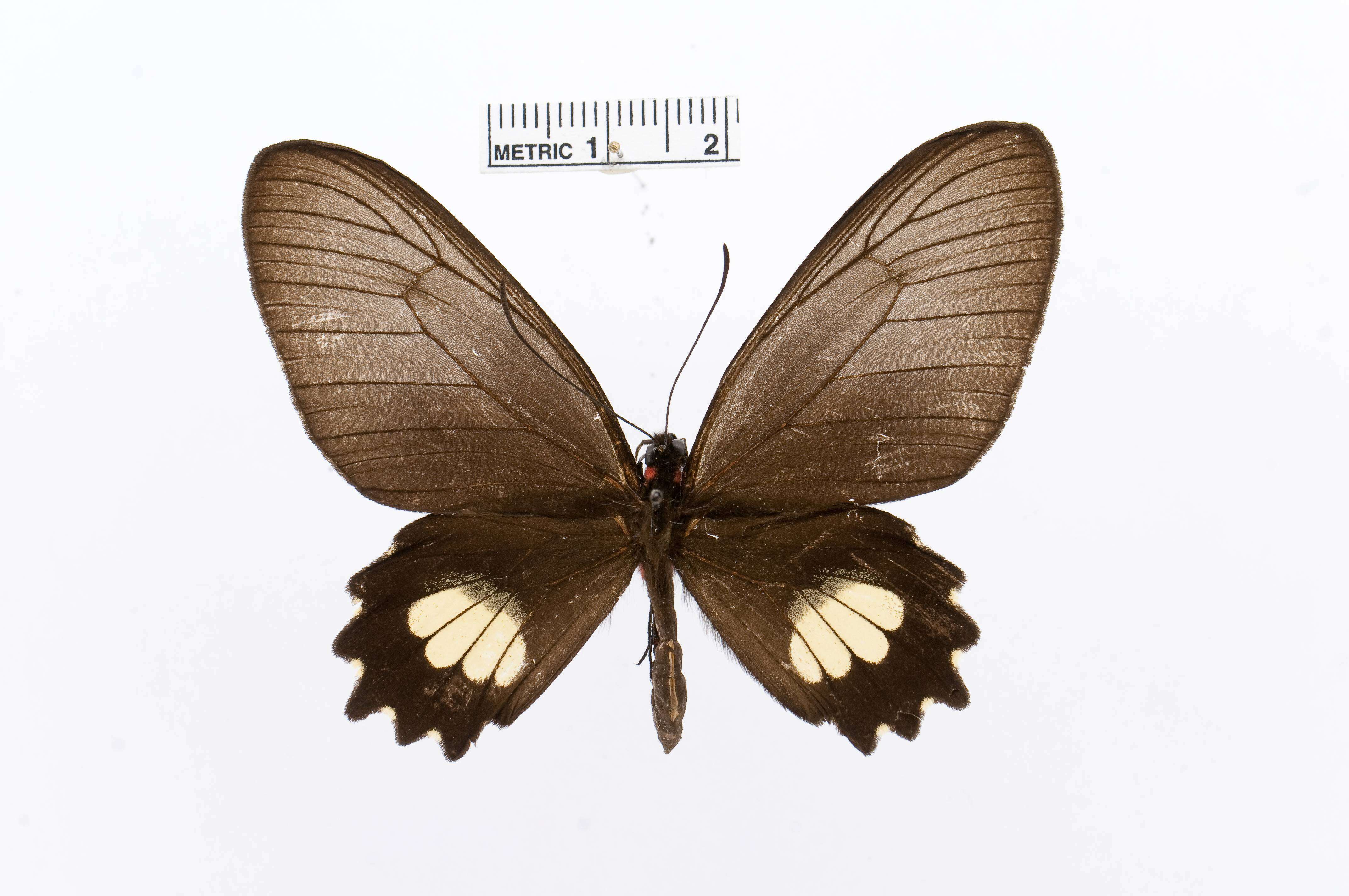 Image of Parides aeneas (Linnaeus 1758)