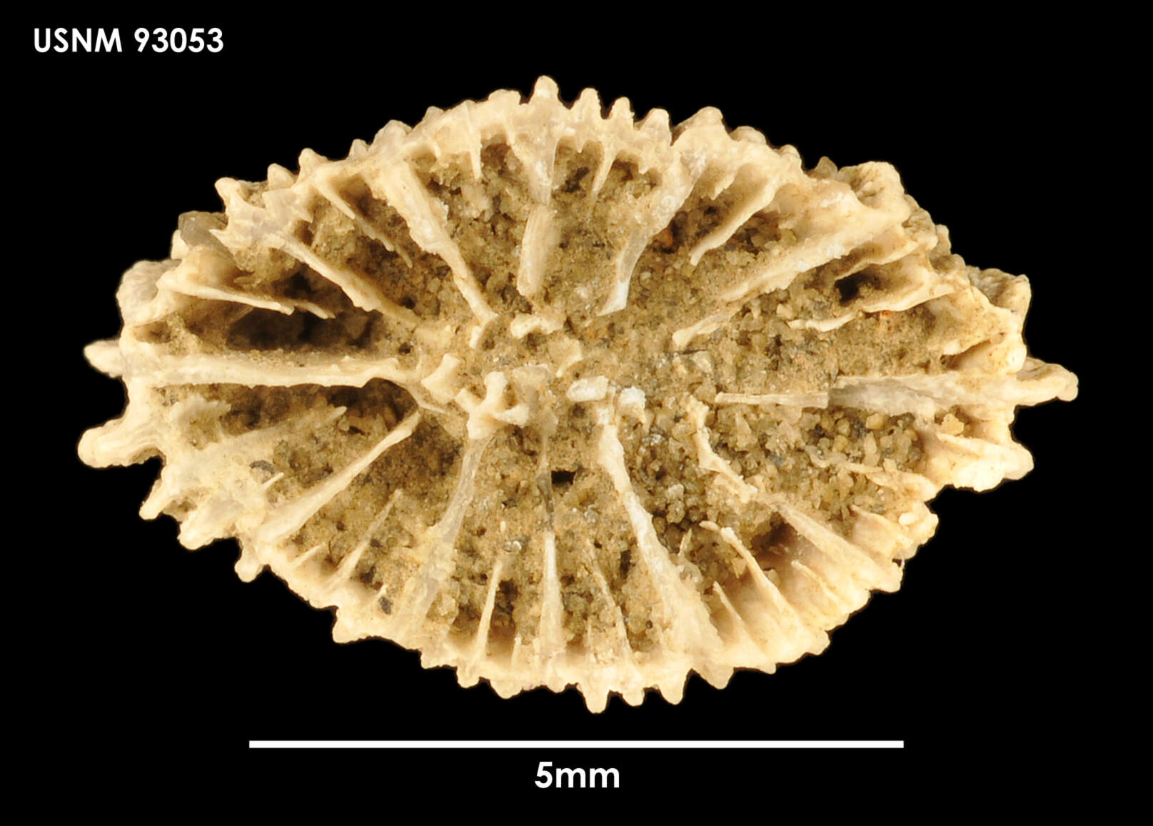 Sivun Tropidocyathus minimus Filkorn 1994 kuva