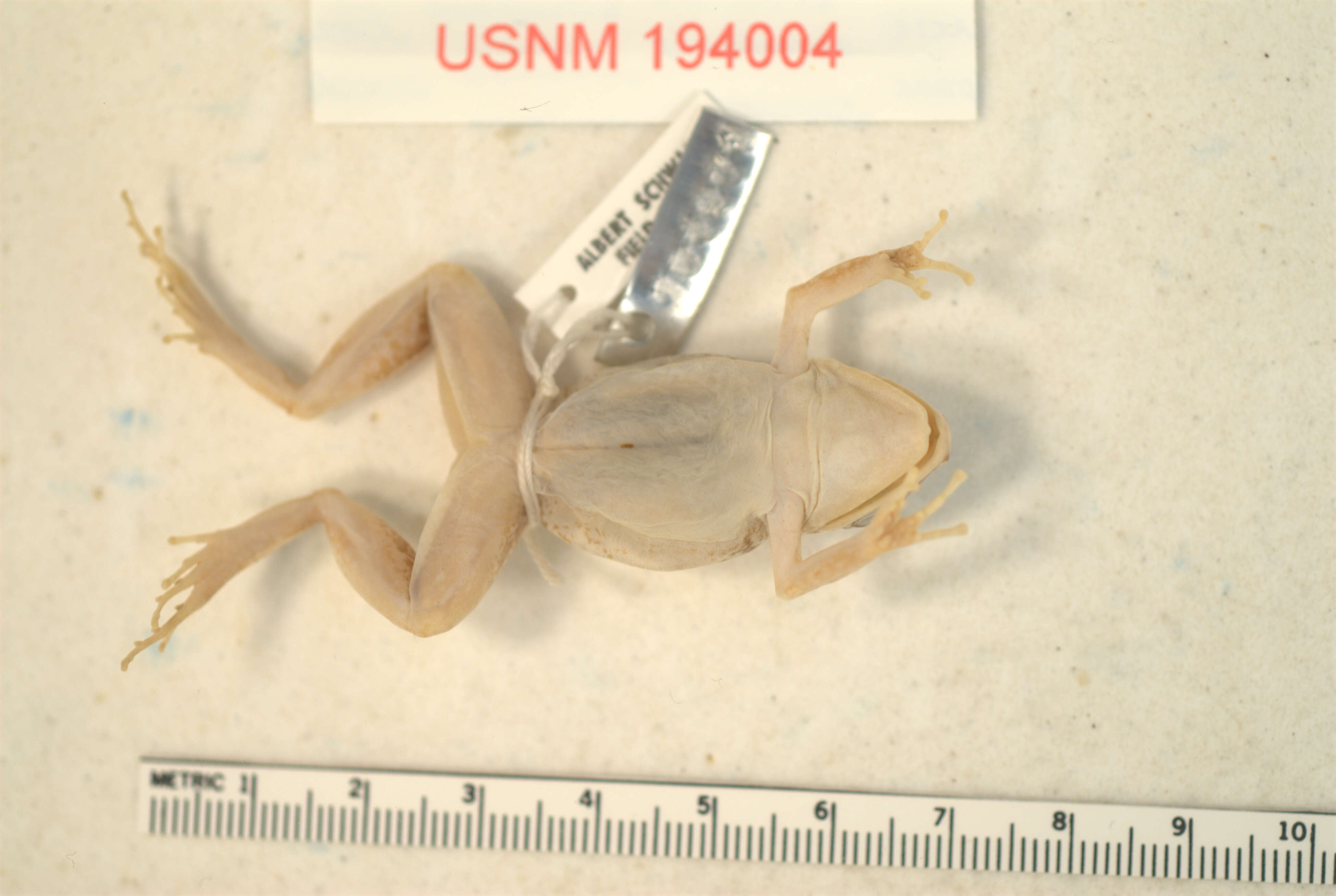 صورة Eleutherodactylus paralius Schwartz 1976