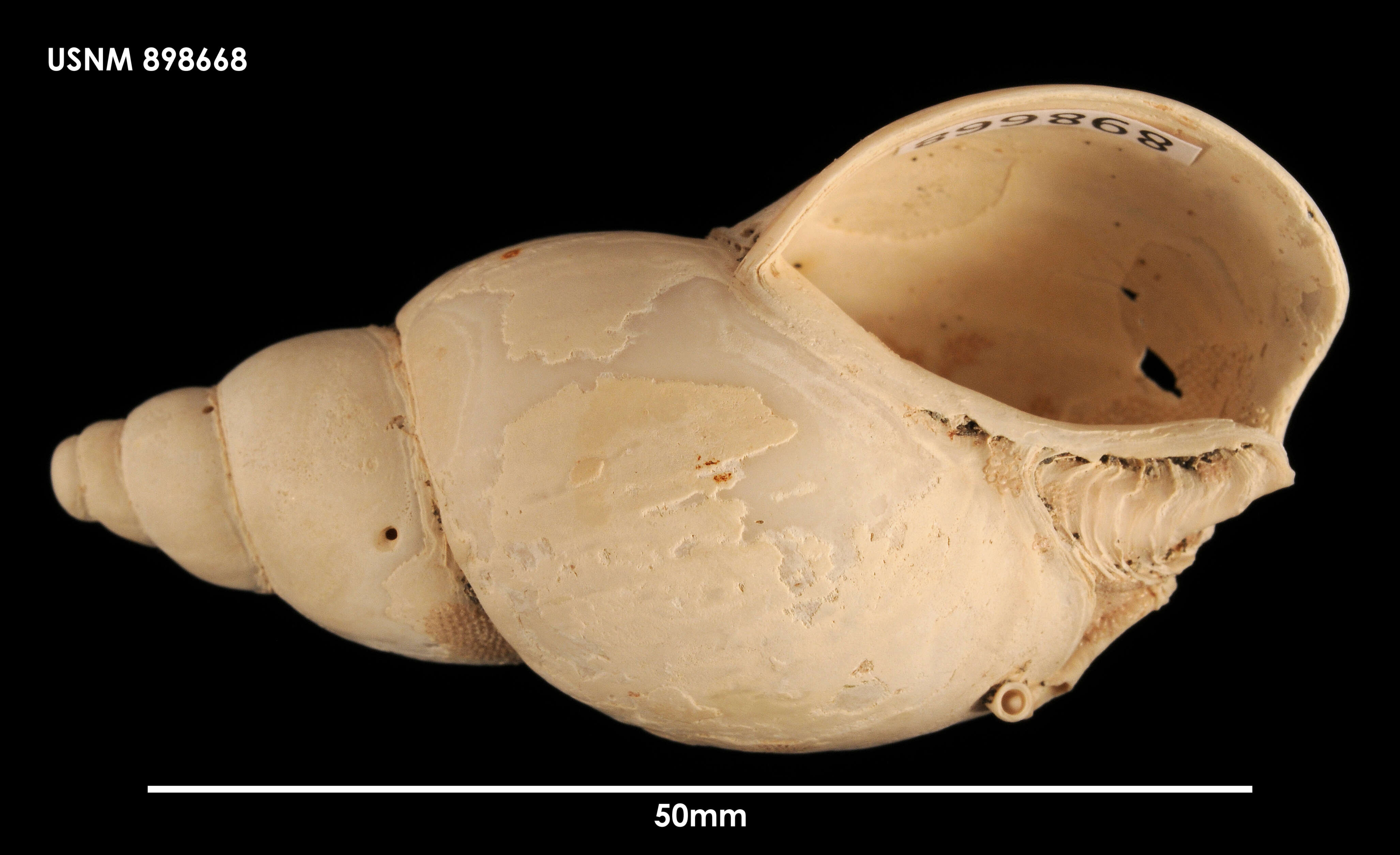 Neobuccinum E. A. Smith 1879 resmi