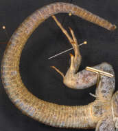 Image of Ameiva fuliginosa (Cope 1892)