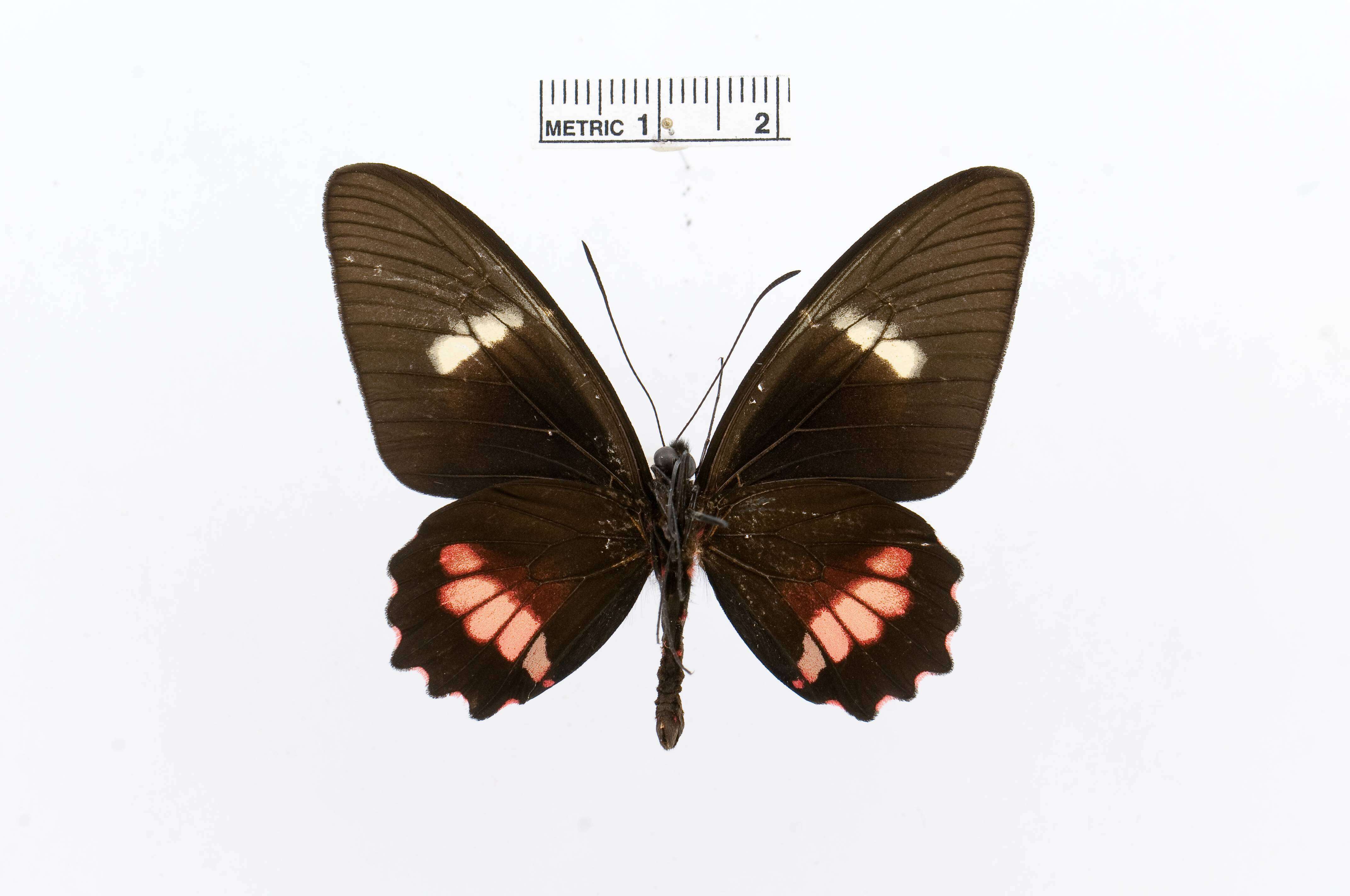 Image of Parides eurimedes (Stoll 1782)