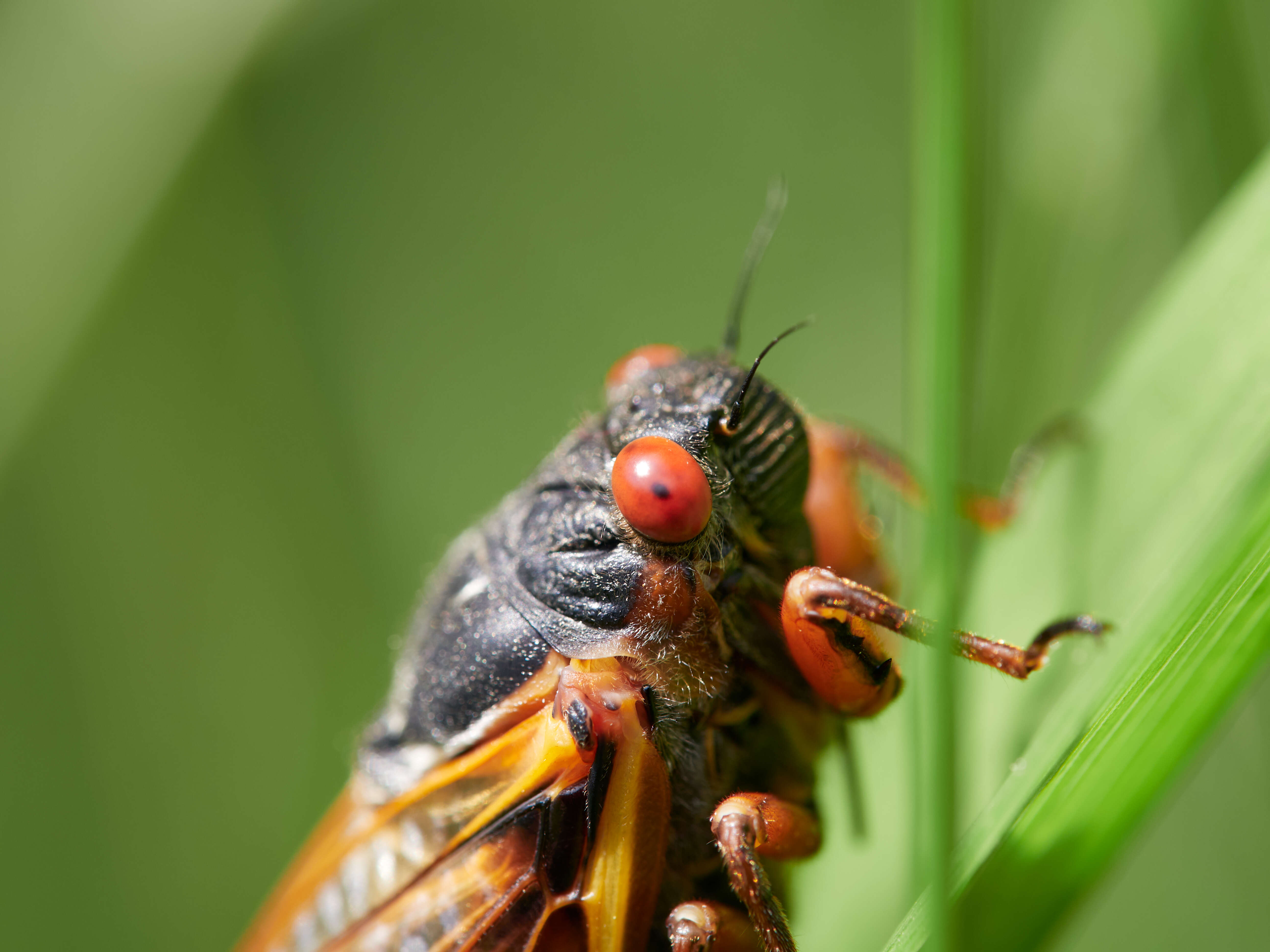 Image of Decim Periodical Cicada