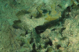 Image of brown algae