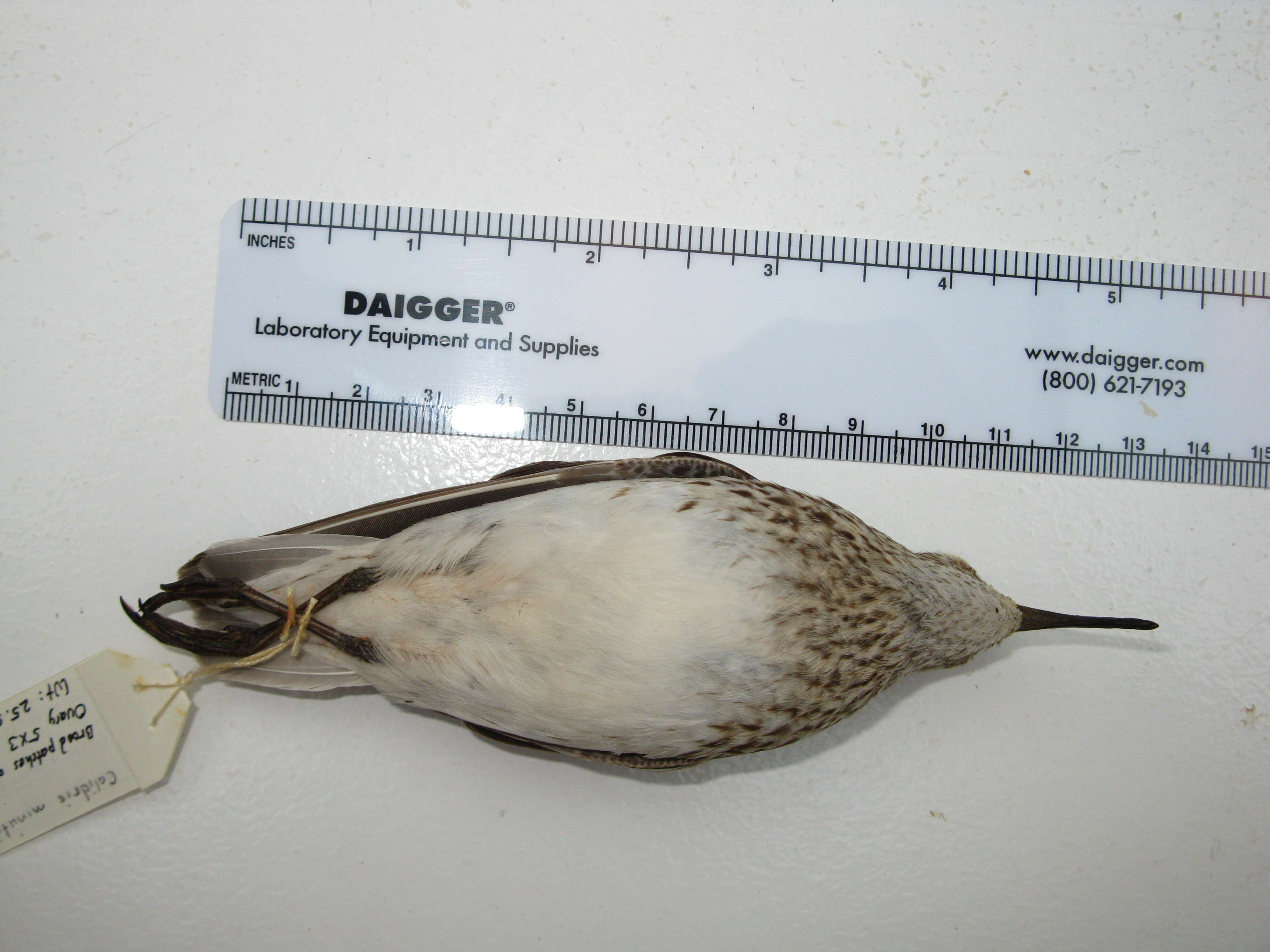 Image of Least Sandpiper