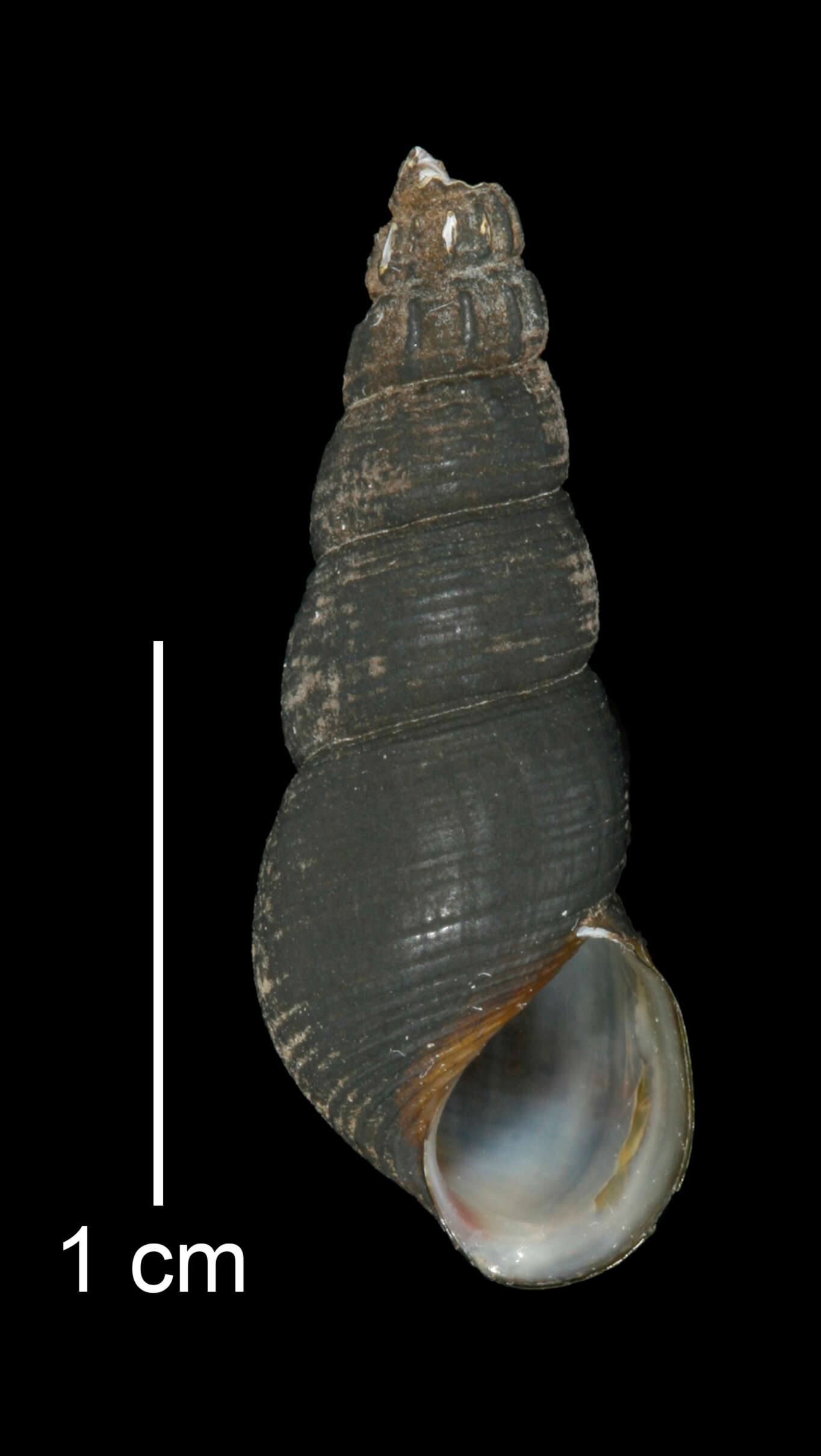 Image of Juga plicifera (I. Lea 1838)