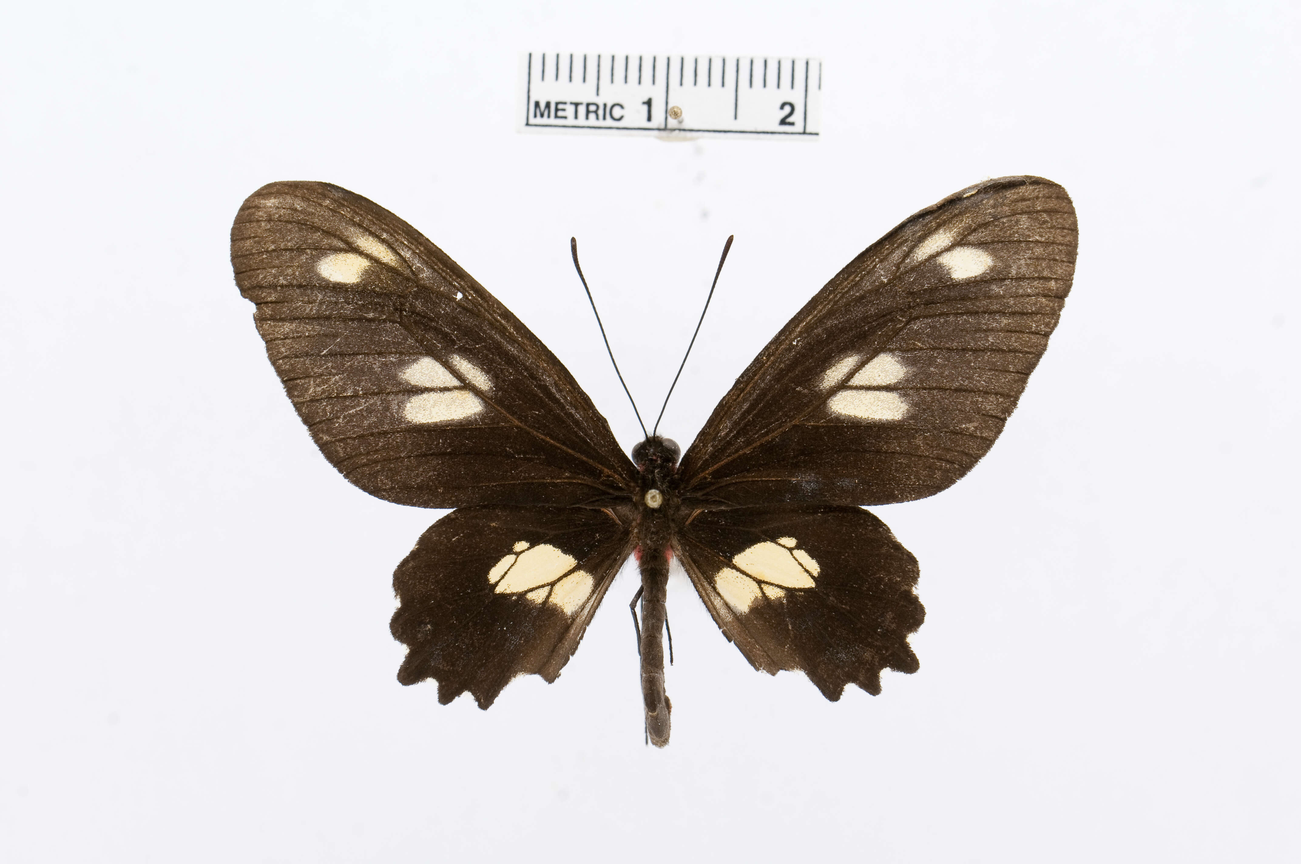 Image of Parides chabrias (Hewitson 1852)