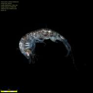 Image of Amphipoda