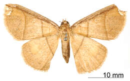 Image de <i>Ira subapicalis</i> Dognin